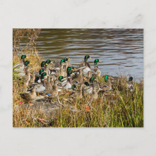 Cartão Postal Tem Patos?