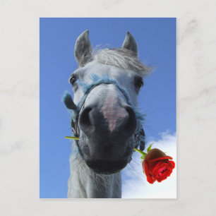 Cartão Postal tema de amor de cavalo e rosa