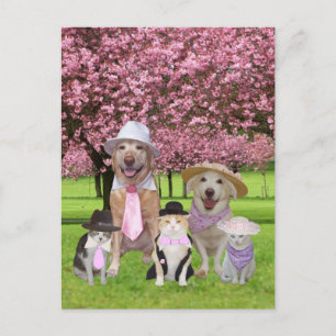 Cartão Postal Tema Rosa Pet Engraçado Personalizável
