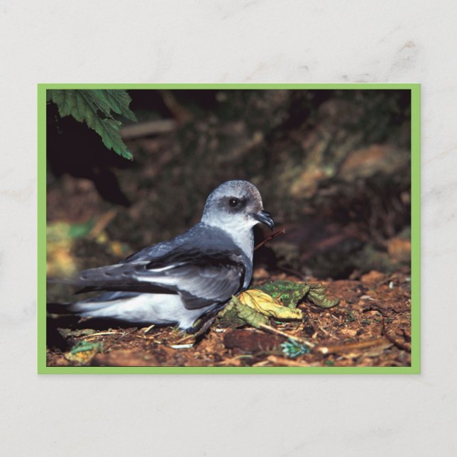 Cartão Postal Tempestade de garfo Petrel, Rua (Frente)