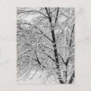 Cartão Postal Tempestade de Nevasca Invernal Árvore Nevada Fotog