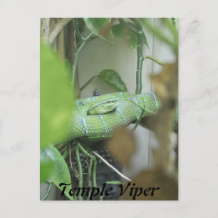 Cartão Postal Temple Viper