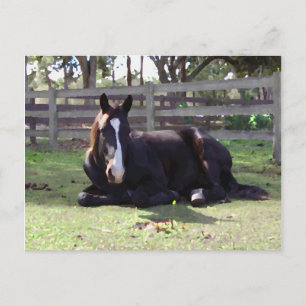 Cartão Postal Tempo da sesta dos cavalos