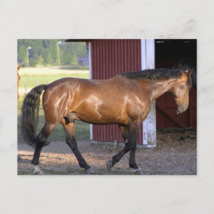 Cartão Postal Tempo de alimentação