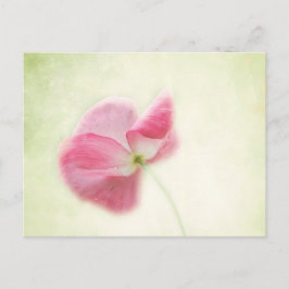 Cartão Postal Tender Poppy
