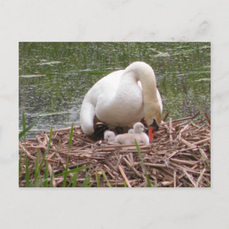 Cartão Postal Tending to Babies Postcard
