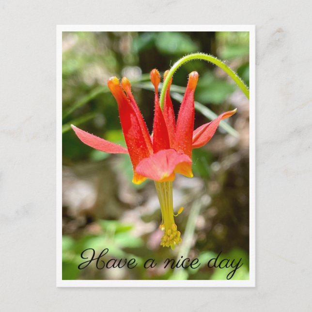 Cartão Postal Tenha um bom dia (Frente)