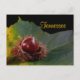 Cartão Postal Tennessee, Folha de outono com Cartão-Postal Nut
