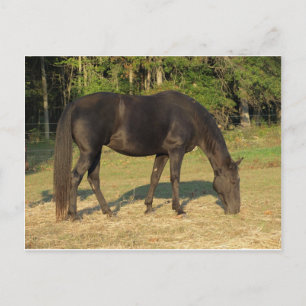 Cartão Postal Tennessee Walking Horse