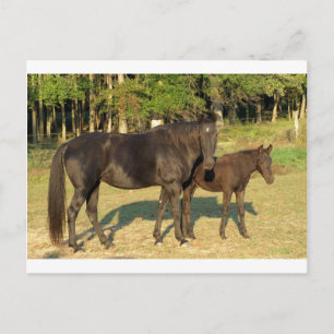 Cartão Postal Tennessee Walking Horse Mare and Foal