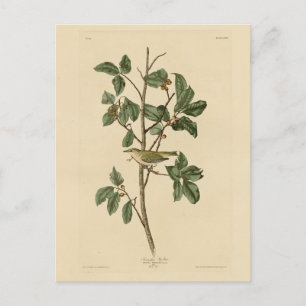 Cartão Postal Tennessee Warbler, das Aves da América de Audubon