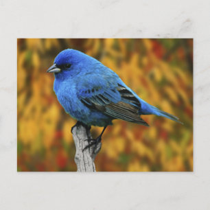 Cartão Postal Tentilhão Azul-Macho, Passerina cyanea
