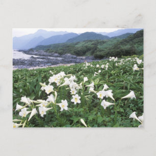 Cartão Postal Teppo Yuri (Lily), Yakushima, Kagoshima, Japão