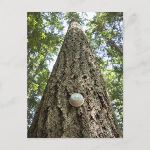 Cartão Postal Termóstato numa árvore alta numa floresta