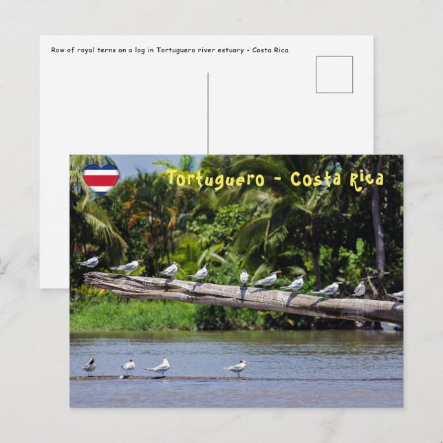 Cartão Postal Terns reais, estuário do rio Tortuguero - Costa Ri (Frente/Verso)