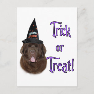 Cartão Postal Terra Nova (marrom) Truque