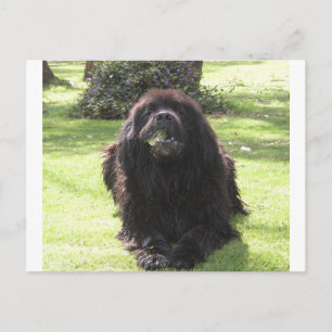 Cartão Postal Terra nova.png