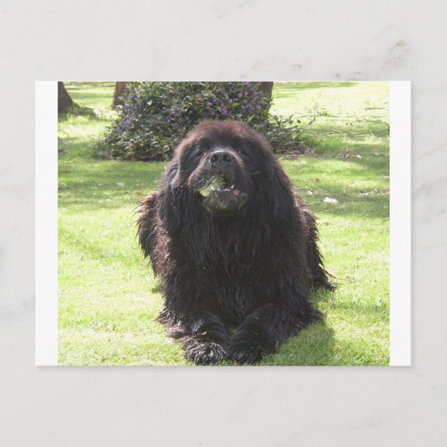 Cartão Postal Terra nova.png (Frente)