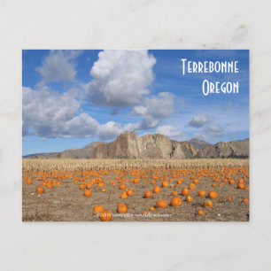 Cartão Postal Terrebonne Pumpkins