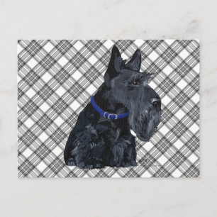 Cartão Postal Terrier Escocês com uma Coleira Azul
