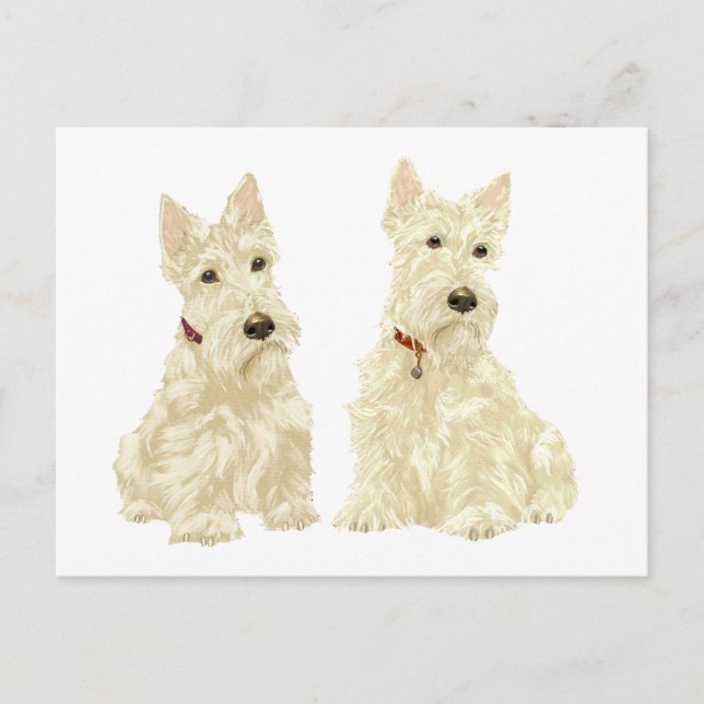 Cartão Postal Terriers Escoceses Wheaten (Frente)