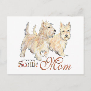 Cartão Postal Terriers Wheaten escoceses para o Dia das Mães