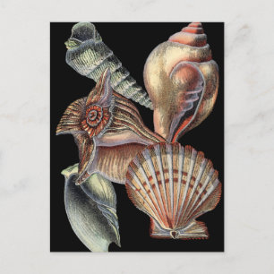 Cartão Postal Tesouros do mar