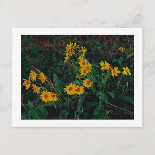Cartão Postal "Teton Balsamroot"