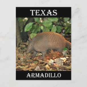 Cartão Postal Texas Armadillo