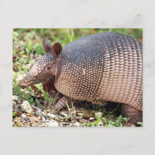 Cartão postal Texas Armadillo nº 3