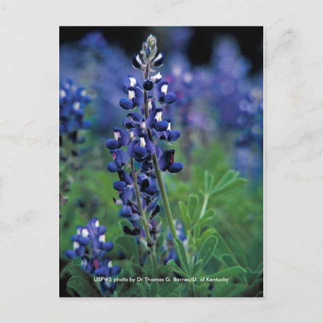 Cartão postal / Texas Bluebonnet (Frente)
