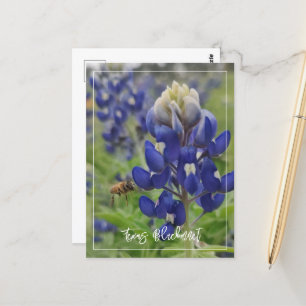 Cartão Postal Texas Bluebonnet