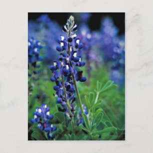 Cartão Postal Texas Bluebonnet
