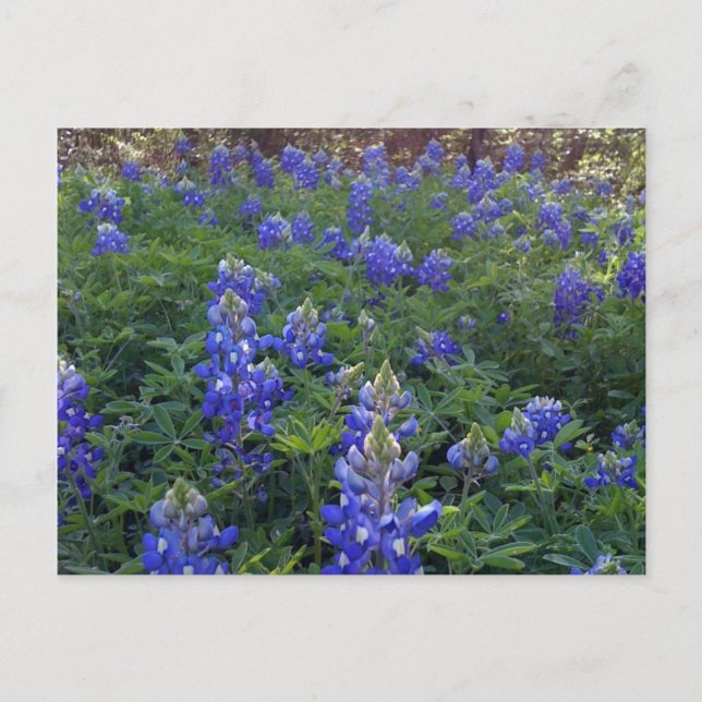 CARTÃO POSTAL TEXAS BLUEBONNETS (Frente)
