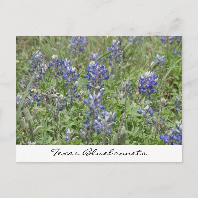 Cartão Postal Texas Bluebonnets (Frente)