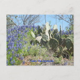 Cartão Postal Texas Bluebonnets e Cactus no Campo