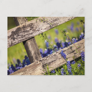 Cartão Postal Texas Bluebonnets Em Torno De Uma Cerca De Um País