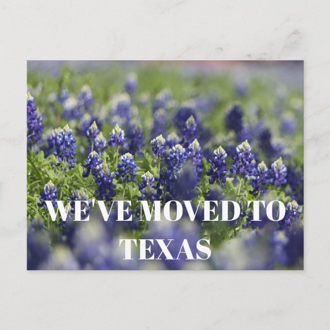 Cartão Postal Texas Bluebonnets Flor Azul Floral Silvestre  (Frente)