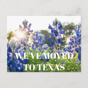 Cartão Postal Texas Bluebonnets Flor Azul Floral Silvestre 