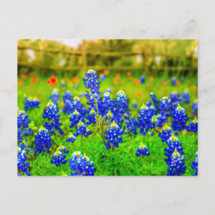 Cartão Postal Texas Bluebonnets Indian Paintbrush Floral