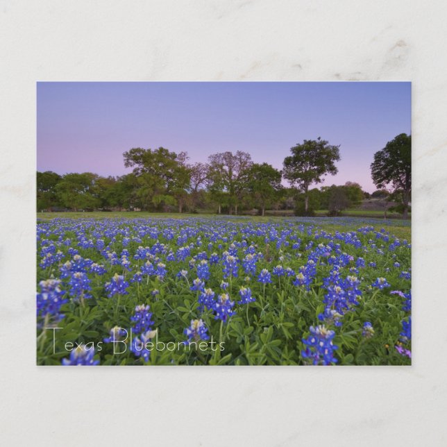 Cartão Postal Texas Bluebonnets no Cartaz Bloom (Frente)