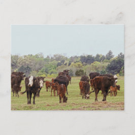 Cartão Postal Texas Cattle