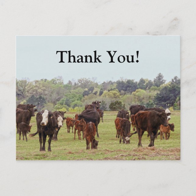 Cartão Postal Texas Cattle (Frente)