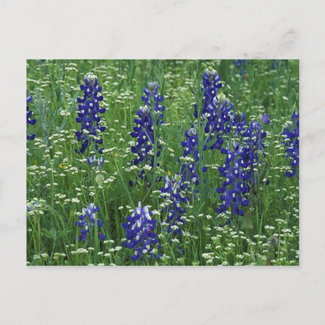 Cartão Postal Texas, Lago Buchanan. Texas Bluebonnet e Wild (Frente)