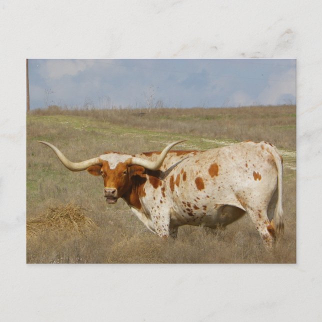 Cartão Postal Texas Long Horn (Frente)