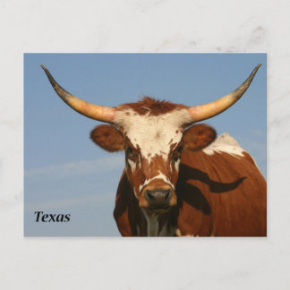 Cartão Postal Texas Longhorn