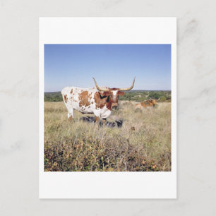 Cartão Postal Texas Longhorn Breed (foto)