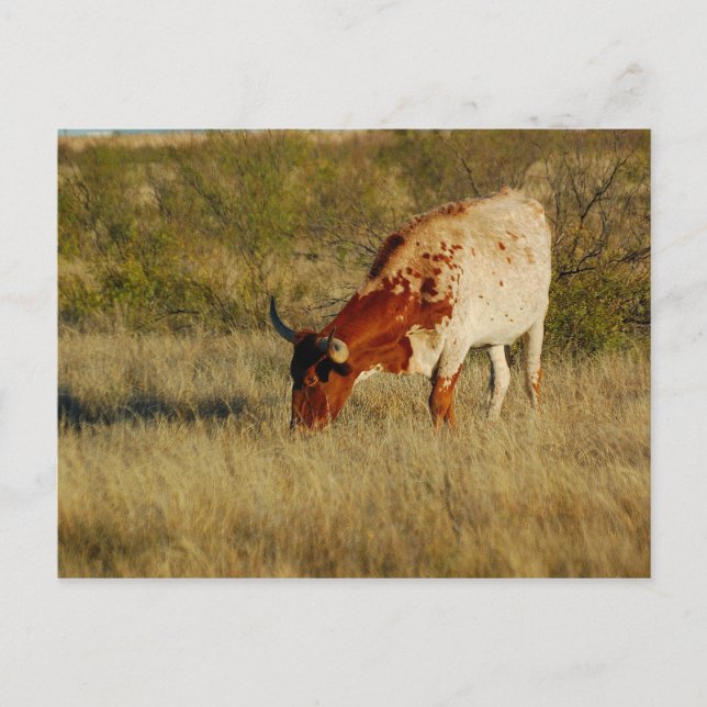 Cartão Postal Texas Longhorn Cattle (Frente)