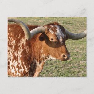 Cartão Postal Texas Longhorn Closeup
