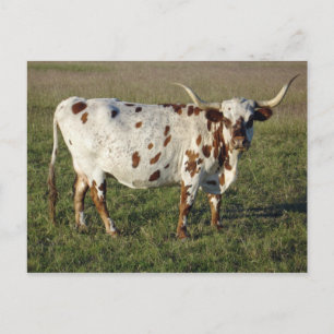 Cartão Postal Texas Longhorn Cow